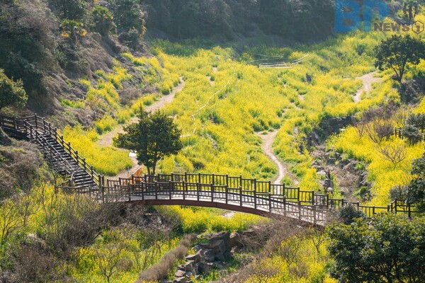 출처: 게티이미지뱅크 (제주도 유채꽃 명소)