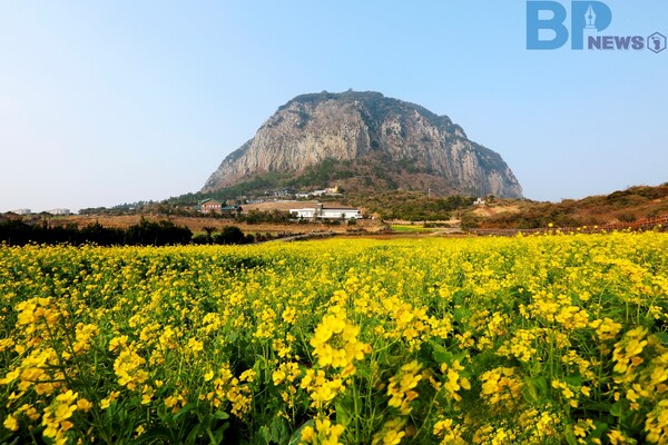 출처: 게티이미지뱅크 (제주도 유채꽃 명소)