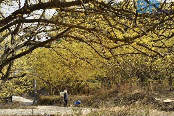 출처: 게티이미지뱅크 (수도권 산수유꽃 명소)