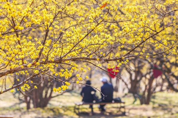 출처: 게티이미지뱅크 (수도권 산수유꽃 명소)