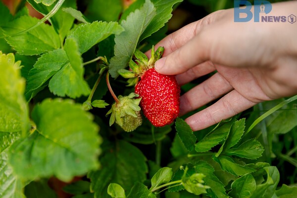 출처: 게티이미지뱅크 (2024 논산 딸기 축제)