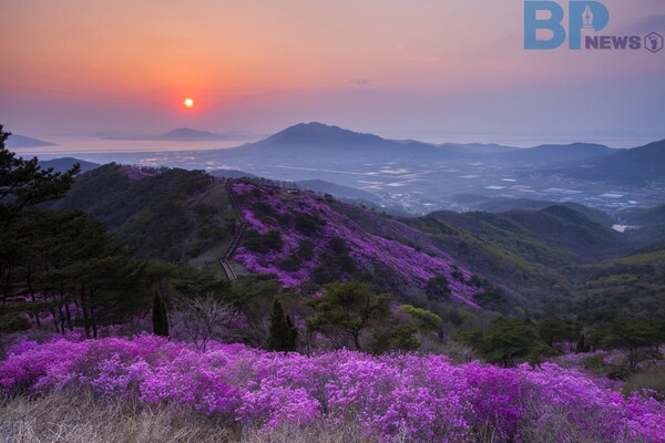 출처: 게티이미지뱅크 (고려산 진달래)
