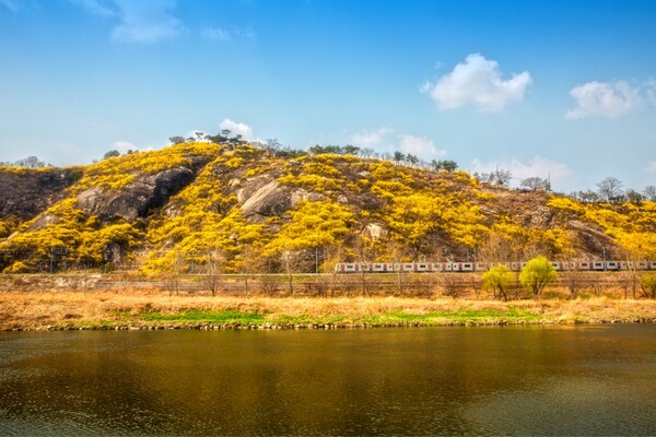출처: 게티이미지뱅크 (서울 개나리꽃 명소)