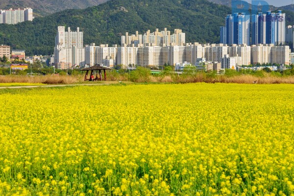 출처: 게티이미지뱅크 (부산 봄꽃 여행지)