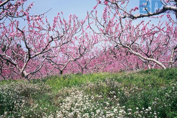 출처: 게티이미지뱅크 (국내 복사꽃 여행지)
