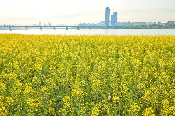 출처: 게티이미지뱅크 (수도권 유채꽃 명소)