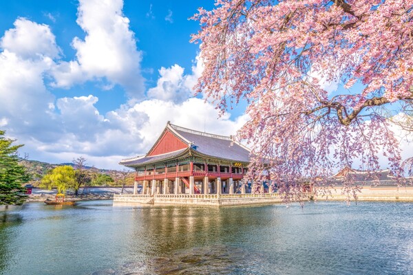 출처: 게티이미지뱅크 (2024 국내 벚꽃 개화시기)