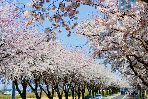 출처: 한국관광공사 촬영자 강원지사 (강원도 벚꽃 명소)