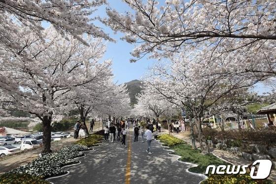출처: 뉴스1 (고창 벚꽃축제)
