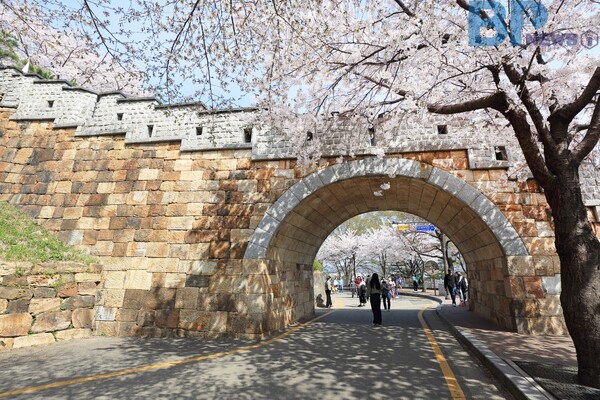 출처: 게티이미지뱅크 (국내 유명 벚꽃 여행지)