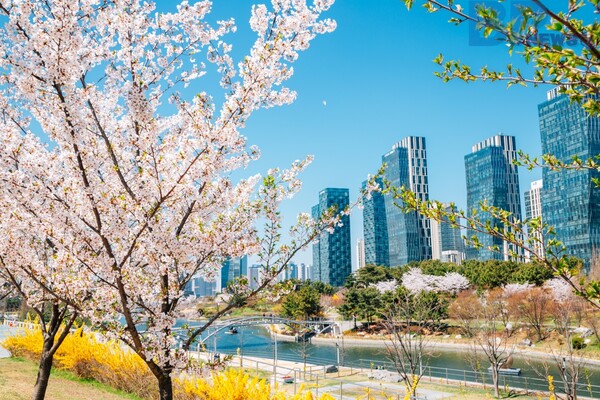 출처: 게티이미지뱅크 (국내 유명 벚꽃 여행지)