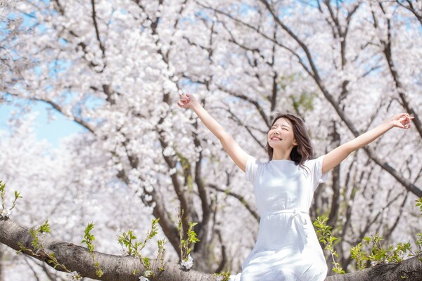 출처: 게티이미지뱅크 (국내 유명 벚꽃 여행지)