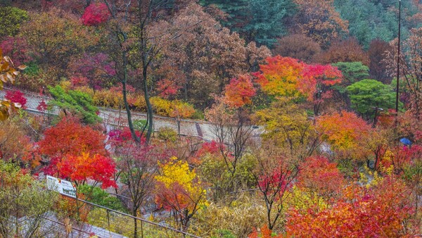 출처: 화담숲 홈페이지 (국내 단풍, 억새 여행)