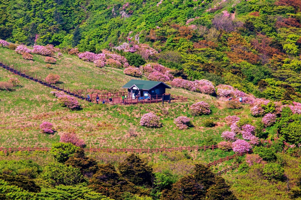Why is Yeongju changing the festival's focus? Why is Yeongju changing the festival's focus?