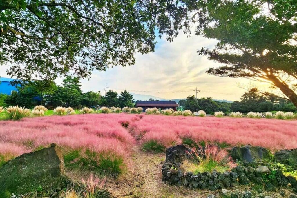 가을철 제주도 필수 수목원 2곳 (제주 상효원, 새미동산) 2 수목원