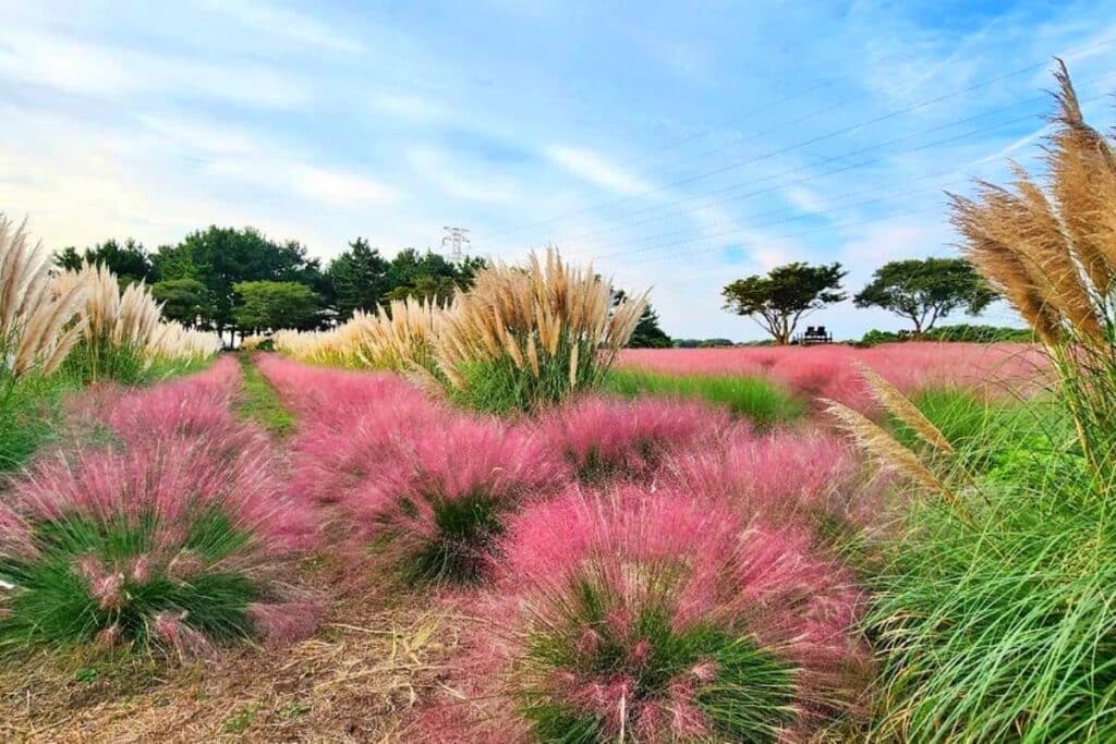가을철 제주도 필수 수목원 2곳 (제주 상효원, 새미동산) 4 수목원