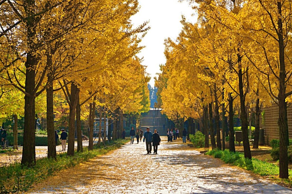 서울숲 (24.11.12)