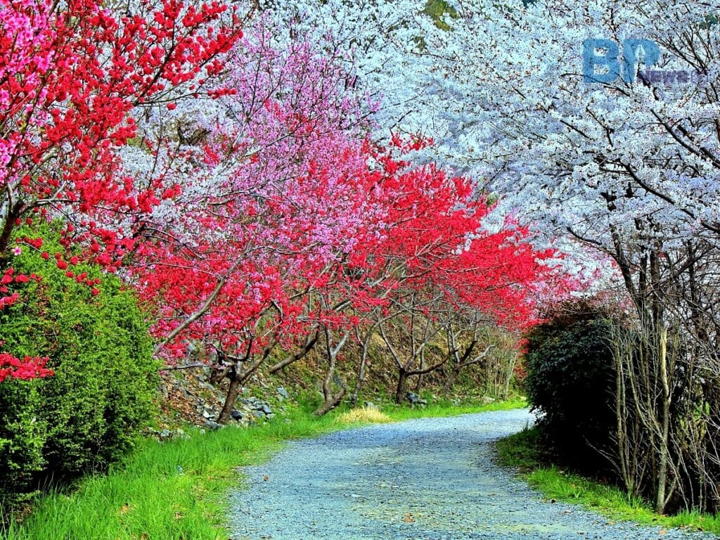 봄날 걸어야 하는 가장 아름다운 산책길\, image size:1024x768