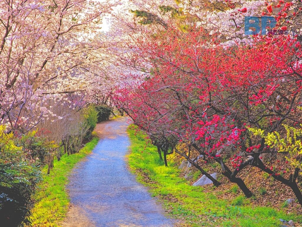 여기는 계절을 안타요”… 낮과 밤이 모두 아름다운 경북 관광지 2곳 - 여행을말하다, image size:1024x768