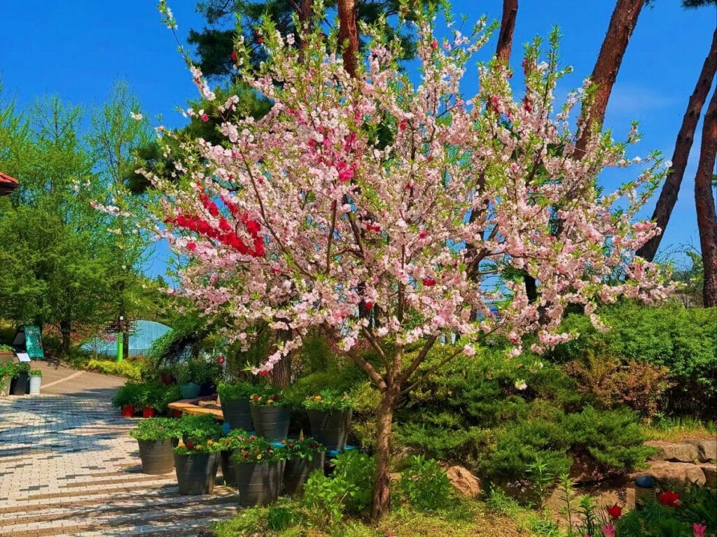 파리여행/파리스냅] 파리 봄꽃 여행지 Best 5, 꽃이 있어 아름다운 풍경 : 네이버 블로그, image size:1024x768