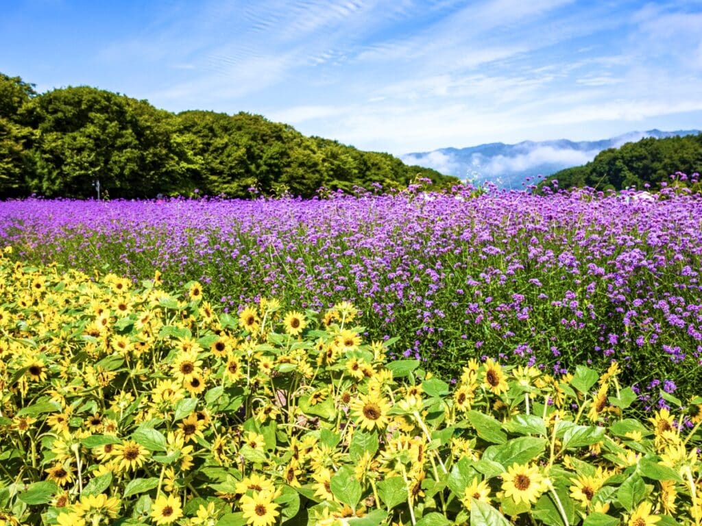 한국에 이런 곳이 있었다니\, image size:1024x768