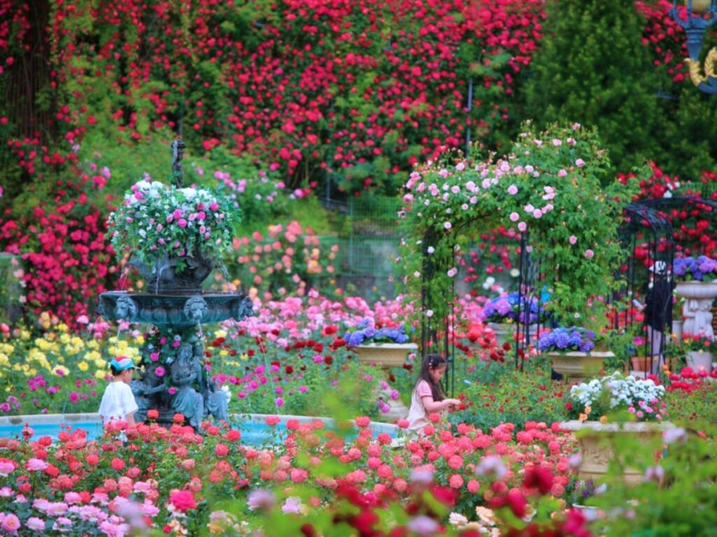 "유럽풍 정원이라더니, 진짜 유럽에 온 것 같아요"… 5~6월 가야 하는 장미정원 1 장미