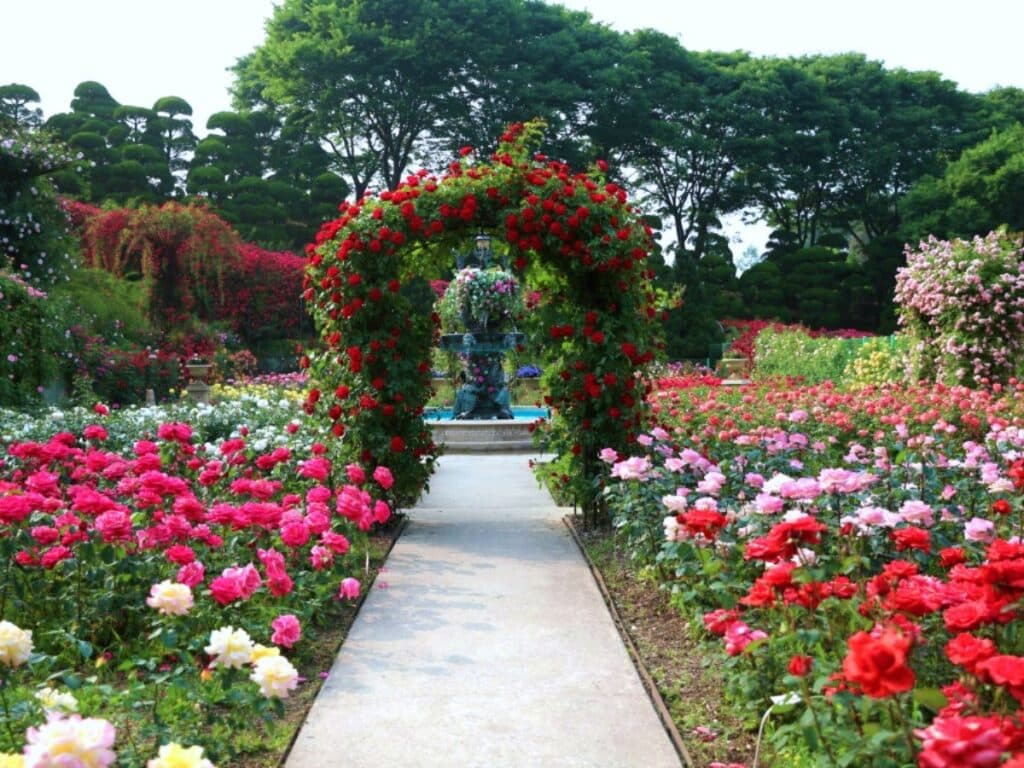 "유럽풍 정원이라더니, 진짜 유럽에 온 것 같아요"… 5~6월 가야 하는 장미정원 5 장미