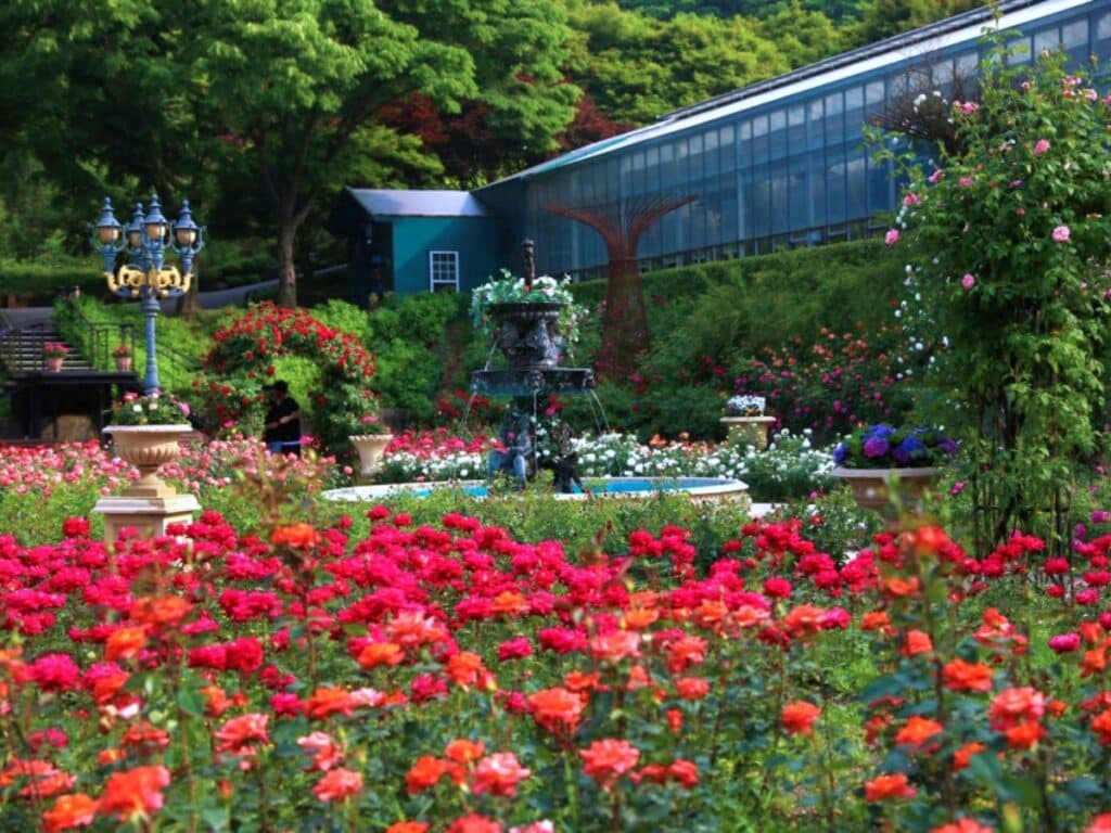 "유럽풍 정원이라더니, 진짜 유럽에 온 것 같아요"… 5~6월 가야 하는 장미정원 4 장미