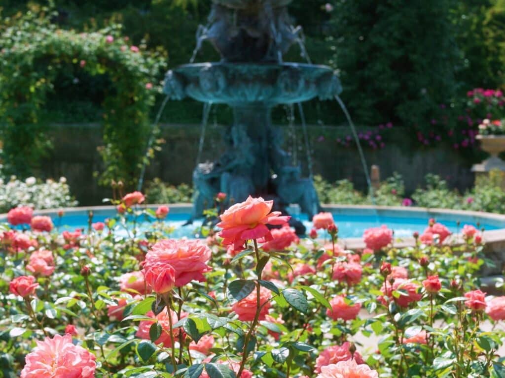 "유럽풍 정원이라더니, 진짜 유럽에 온 것 같아요"… 5~6월 가야 하는 장미정원 6 장미