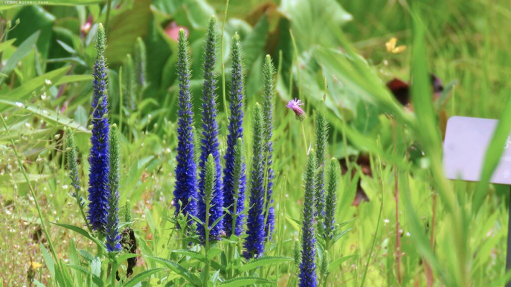 "라벤더인 줄 알았는데, 알고 보니"… 독특한 정원식물 여행지 2곳 2 정원