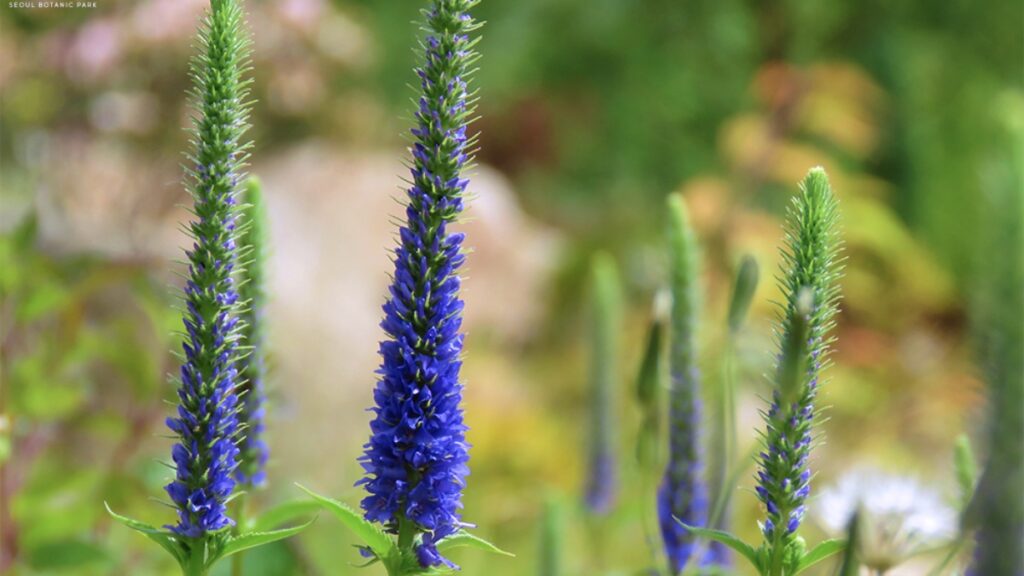 "라벤더인 줄 알았는데, 알고 보니"… 독특한 정원식물 여행지 2곳 8 정원