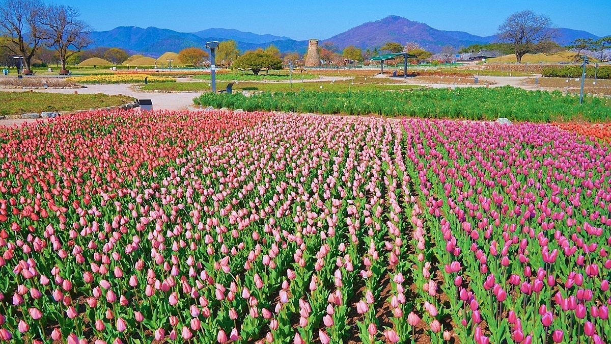 경주 첨성대 인근 야생화 단지 튤립 풍경